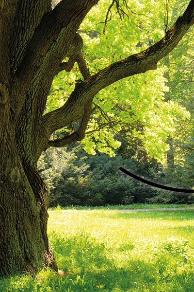 Bild eines alten, verknorpelten Eichenbaumes auf einer grünen Wiese mit dem Motto -Von der Eiche bis hin zum Weinständer-. 